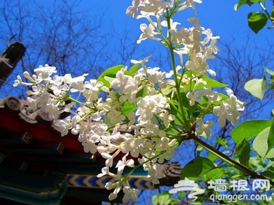 花丛深处觅清明 北京周边踏青赏花去[墙根网]
