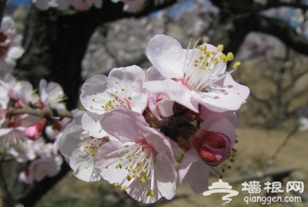 花丛深处觅清明 北京周边踏青赏花去[墙根网]
