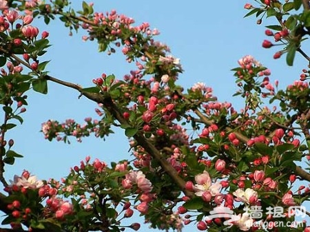 花丛深处觅清明 北京周边踏青赏花去[墙根网]