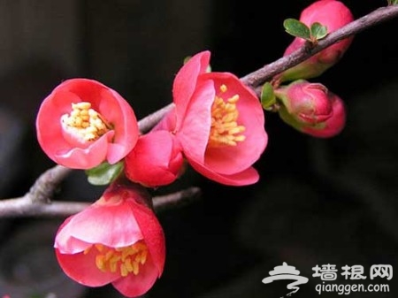 花丛深处觅清明 北京周边踏青赏花去[墙根网]