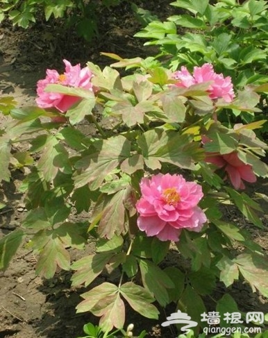 花丛深处觅清明 北京周边踏青赏花去[墙根网]