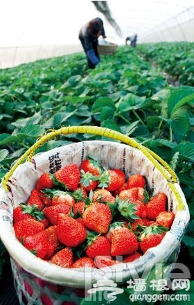 草莓奇缘 2012京城采摘攻略