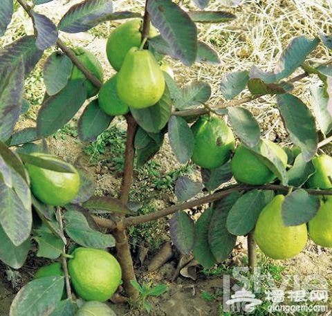 草莓奇缘 2012京城采摘攻略