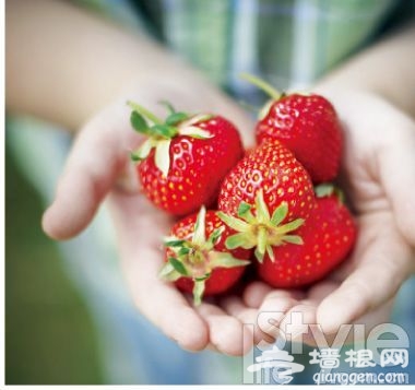 草莓奇缘 2012京城采摘攻略