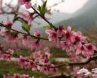 花丛深处觅清明 北京周边踏青赏花去