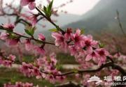 花丛深处觅清明 北京周边踏青赏花去