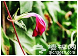 寻找“特带味儿”的北京胡同[墙根网]