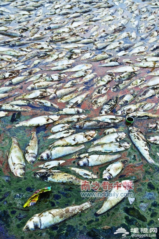 松山湖现大量死鱼  天气原因还是被污染？[墙根网]