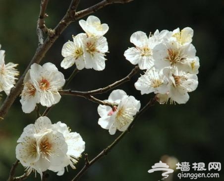 触摸北京3月春色 赏花行摄全攻略[墙根网]