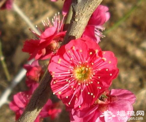 触摸北京3月春色 赏花行摄全攻略[墙根网]