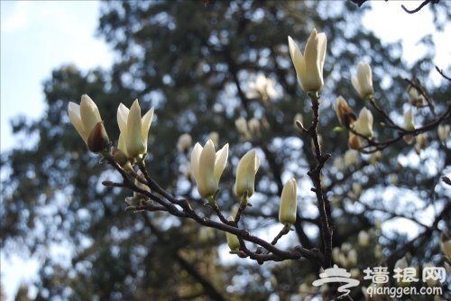 触摸北京3月春色 赏花行摄全攻略[墙根网]