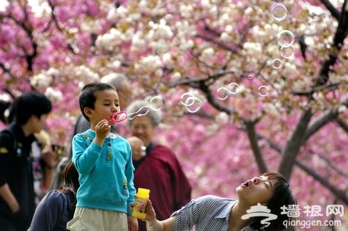 触摸北京3月春色 赏花行摄全攻略[墙根网]