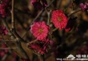 触摸北京3月春色 赏花行摄全攻略