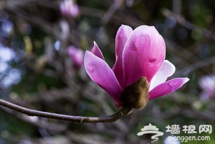 京郊赏花小攻略 春暖花香飘[墙根网]