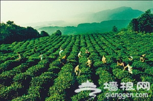 雾气缭绕的蒙顶山茶园
