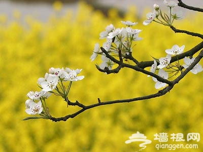 成都始发 春游踏青好地儿好玩方式推荐[墙根网]