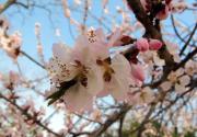 2012年玉渊潭樱花节攻略