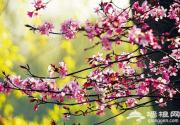 京郊踏青赏花必读 城内外7大春游好去处