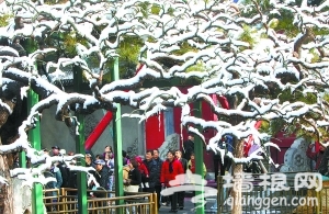 京城三月飞雪 满枝头[墙根网]