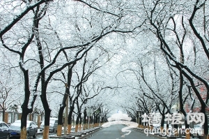 京城三月飞雪 满枝头[墙根网]