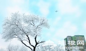 京城三月飞雪 满枝头[墙根网]