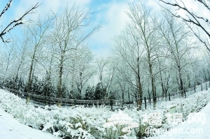 京城三月飞雪 满枝头[墙根网]