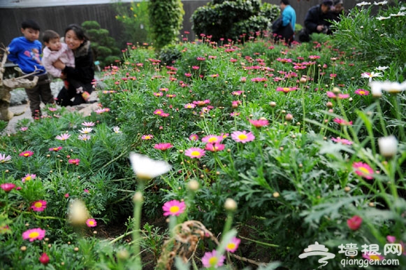 花卉大观园玛格丽特开花报春[墙根网]