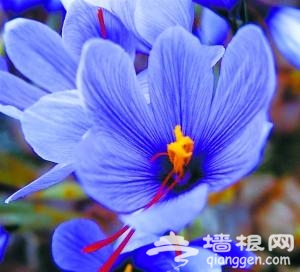 北京植物园春季赏花游