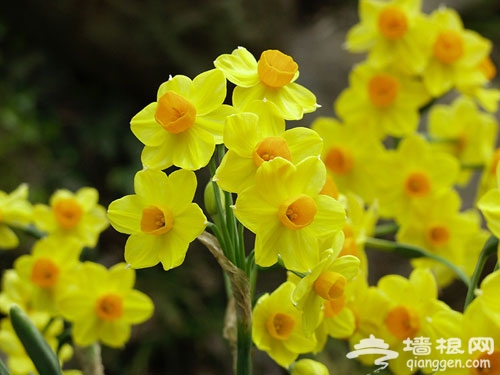 北京植物园番红花开 春季赏花指南(多图)