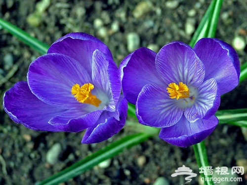 北京植物园番红花开 春季赏花指南(多图)