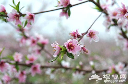 桃花海中享春意 京郊平谷赏花线路攻略