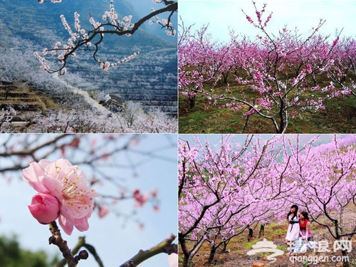 桃花海中享春意 京郊平谷赏花行