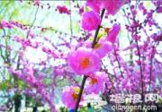 2012年玉渊潭樱花节缤纷开展
