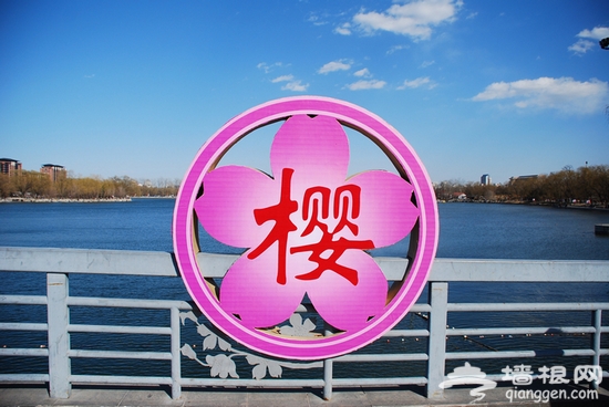 2012年玉渊潭樱花节将延迟