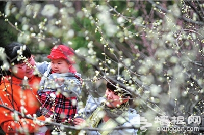 北京植物园第24届桃花节开门迎客