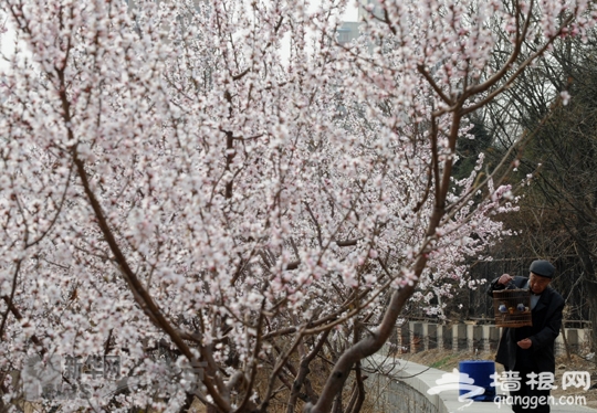 花满京城