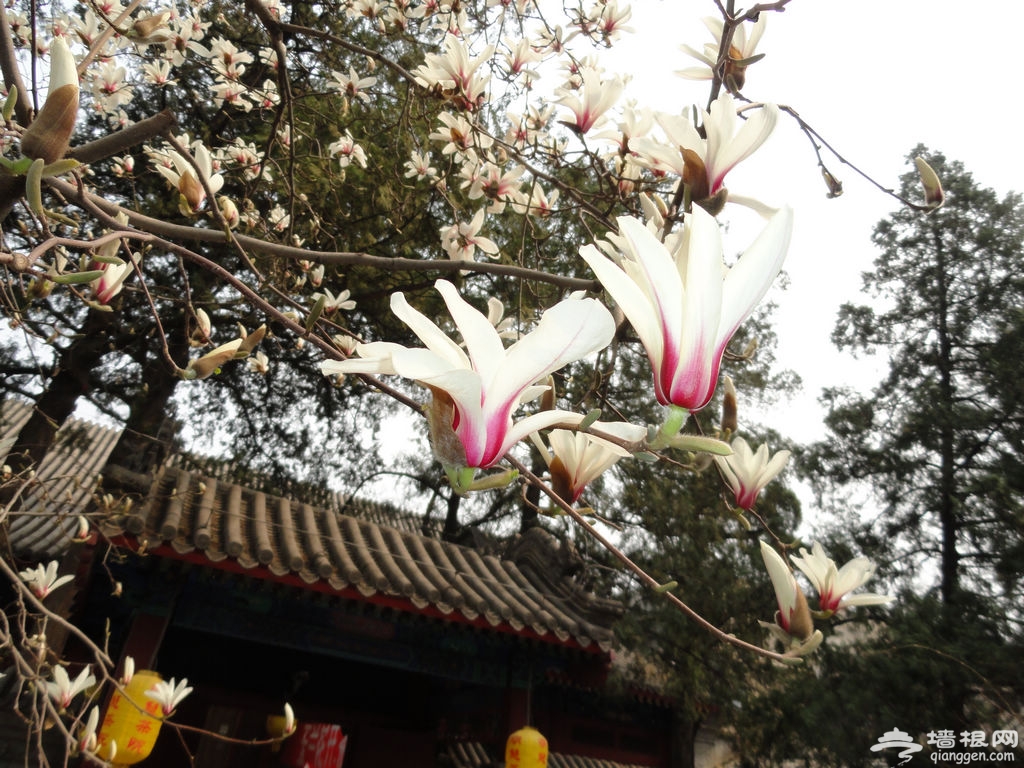 2012大觉寺玉兰节昨日开幕[墙根网]