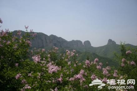 2012太行五指山山花徒步节将开幕[墙根网]