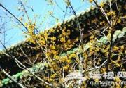 清明节市民赏花推荐