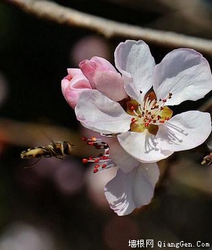 北京植物园桃花节赏桃花