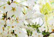 玉渊潭公园樱花节(摄影)