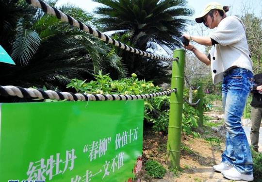 武汉东湖牡丹节 4朵价值十万名贵绿牡丹被游客掐走