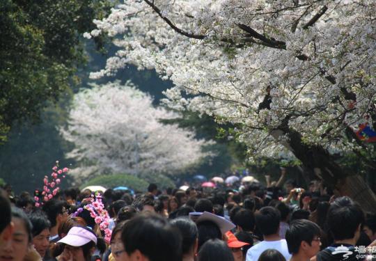 10万游客涌进武汉大学赏樱花