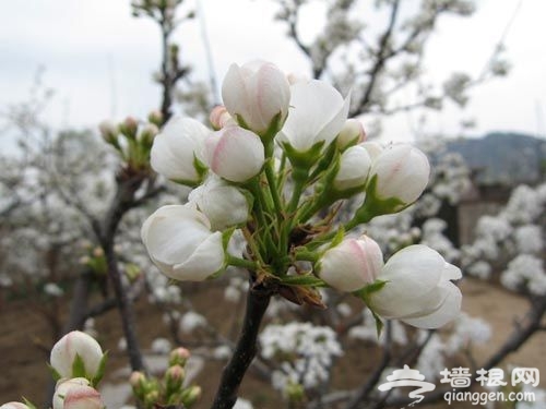 春风佛东城 天坛杏花开