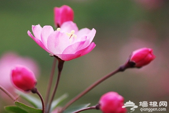 中山公园 赏花踏青攻略[墙根网]