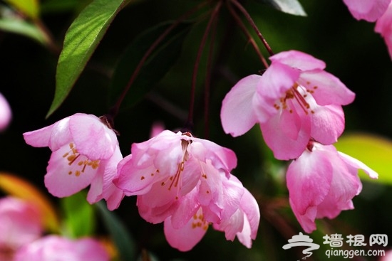 中山公园 赏花踏青攻略[墙根网]