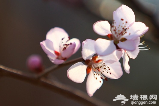 中山公园 赏花踏青攻略[墙根网]
