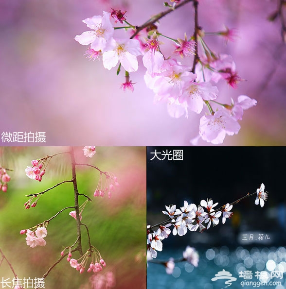 玉渊潭樱花开了 分享樱花拍摄技巧[墙根网]