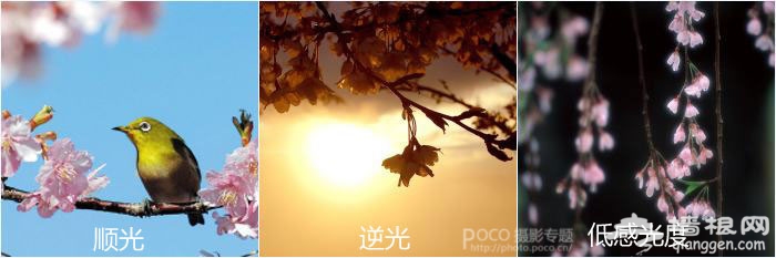 玉渊潭樱花开了 分享樱花拍摄技巧[墙根网]