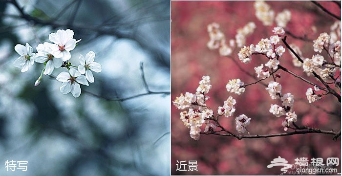 玉渊潭樱花开了 分享樱花拍摄技巧[墙根网]